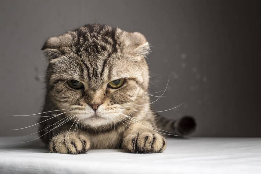 Recognizing and Managing Stress in Cats